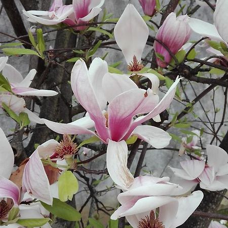 La Magnolia Appartamento Cascina Luaran gambar