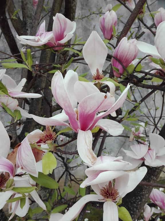 La Magnolia Appartamento Cascina Luaran gambar